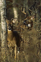 White-tailed Deer (Odocoileus virginianus) buck watching over doe in heat