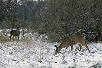 White-tailed Deer (Odocoileus virginianus) big buck approaching foraging doe in snowy landscape