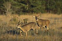 White-tailed Deer (Odocoileus virginianus) buck chasing doe in field