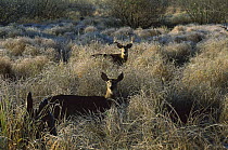 White-tailed Deer (Odocoileus virginianus) doe in heat with large eight point buck in frosty field