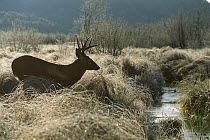 White-tailed Deer (Odocoileus virginianus) eight point buck in frosty meadow by stream