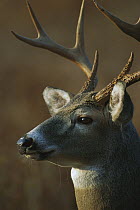 White-tailed Deer (Odocoileus virginianus) alert buck close-up portrait North America