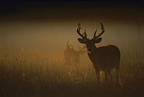 White-tailed Deer (Odocoileus virginianus) big buck in dawn field backlit with other buck in background