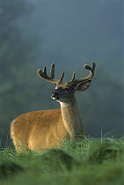 White-tailed Deer (Odocoileus virginianus) buck smelling air in summer