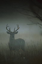 White-tailed Deer (Odocoileus virginianus) big buck in foggy field
