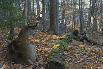 White-tailed Deer (Odocoileus virginianus) buck bedded on high point in forest to watch for predators
