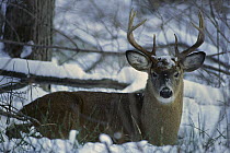 White-tailed Deer (Odocoileus virginianus) buck bedded in winter woods