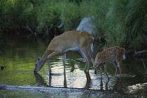 White-tailed Deer (Odocoileus virginianus) doe drinking with fawn in river