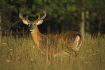 White-tailed Deer (Odocoileus virginianus) ten point buck in velvet