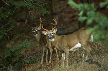 White-tailed Deer (Odocoileus virginianus) two alert bucks at forest edge