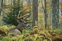 White-tailed Deer (Odocoileus virginianus) big buck bedded in autumn woods