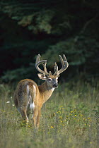 White-tailed Deer (Odocoileus virginianus) big buck in velvet looking back over his shoulder