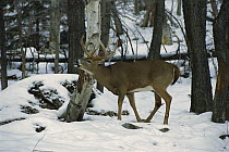 White-tailed Deer (Odocoileus virginianus) large buck lip curling in winter forest, smelling for females who may be in estrus