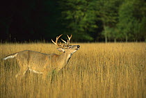 White-tailed Deer (Odocoileus virginianus) big buck lip curling in meadow, smelling for females who may be in estrus