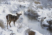 White-tailed Deer (Odocoileus virginianus) young buck by snowy creek in winter