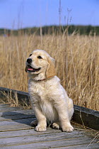 Golden Retriever (Canis familiaris) puppy sitting on boardwalk
