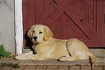 Golden Retriever (Canis familiaris) puppy laying in front of barn door