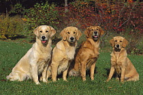 Golden Retriever (Canis familiaris) group of four sitting on lawn