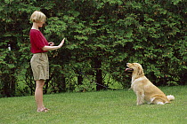 Golden Retriever (Canis familiaris) receiving sit-stay training
