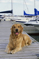 Golden Retriever (Canis familiaris) laying on boardwalk at harbor