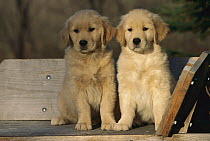 Golden Retriever (Canis familiaris) puppy pair