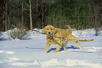 Golden Retriever (Canis familiaris) fetching big stick in snow