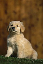 Golden Retriever (Canis familiaris) puppy sitting on lawn