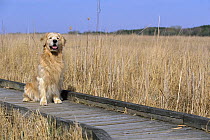 Golden Retriever (Canis familiaris) adult sitting on boardwalk in marsh