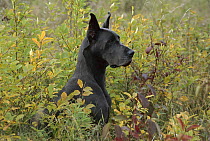Great Dane (Canis familiaris) sitting amid foliage