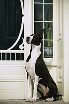 Great Dane (Canis familiaris) with mantle coloration sitting by front door