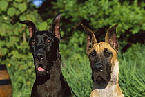 Great Dane (Canis familiaris) portrait of two juveniles