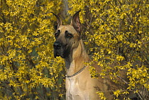 Great Dane (Canis familiaris) sitting amid yellow flowers