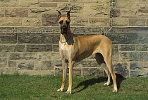 Great Dane (Canis familiaris) full body portrait standing on lawn