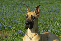 Great Dane (Canis familiaris) portrait