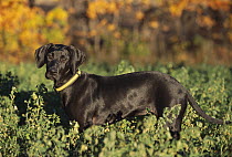 Great Dane (Canis familiaris) black puppy