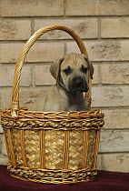Great Dane (Canis familiaris) puppy in basket