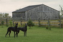 Great Dane (Canis familiaris) black male and blue female standing on lawn with barn in the background