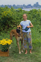 Great Dane (Canis familiaris) with young girl illustrating enormous size