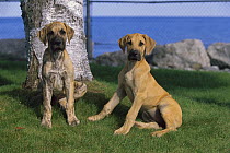 Great Dane (Canis familiaris) brindle and fawn puppy pair
