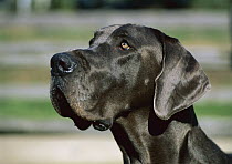 Great Dane (Canis familiaris) portrait of individual in blue color with natural ears