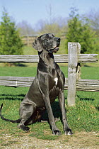 Great Dane (Canis familiaris) blue color female sitting in front of fence