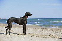 Great Dane (Canis familiaris) natural ears standing on beach