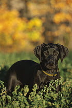 Great Dane (Canis familiaris) black puppy portrait