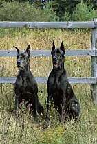 Great Dane (Canis familiaris) black and blue colors sitting in front of fence