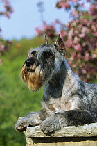 Standard Schnauzer (Canis familiaris) laying on bench