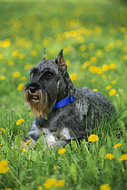 Standard Schnauzer (Canis familiaris) laying in field of Dandelion