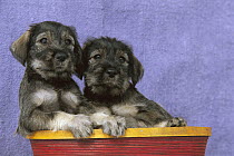 Standard Schnauzer (Canis familiaris) two puppies in basket
