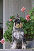 Standard Schnauzer (Canis familiaris) with curious look sitting in front of geraniums