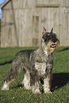 Standard Schnauzer (Canis familiaris) standing in grass