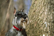 Standard Schnauzer (Canis familiaris) portrait
